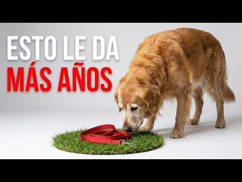 7 Hábitos Diarios que HARÁN que tu perro VIVA MÁS