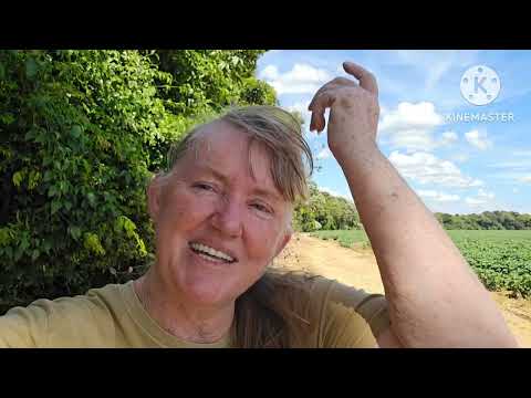 Itanhangá no Mato Grosso, flores silvestres na beira da MT 010