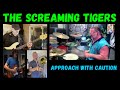 The Screaming Tigers Approach With Caution Mark Scholl