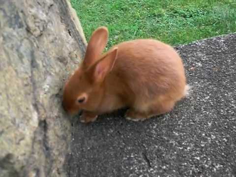 Sparks - 6 Week Old Thrianta Rabbit