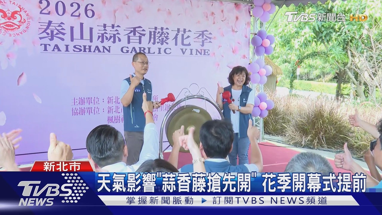 影音／秋季限定快閃美景！新北蒜香藤「已開20%」花況即時更新中