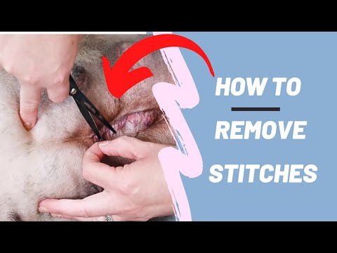 YouTube video about: How much does it cost to get stitches for a dog?