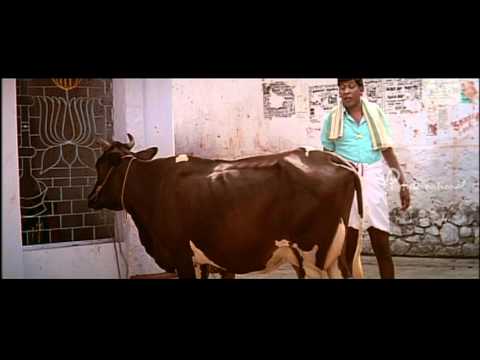 Kovil Tamil Movie - Cow takes revenge on Vadivelu
