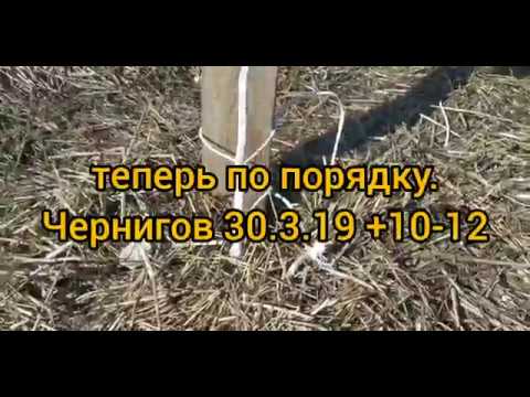 Грецкий орех Кочерженко, Идеал, Иван Багряный. Чернигов 30.3.2019