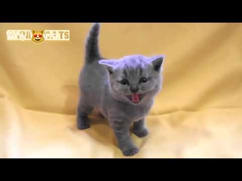 Kätzchen Miau und lustige Katzen - Avni Cats