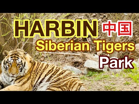 SIBERIAN TIGERS||THEY ARE BIGGER THAN LION|| BIG CATS NOT AFRAID OF WATER