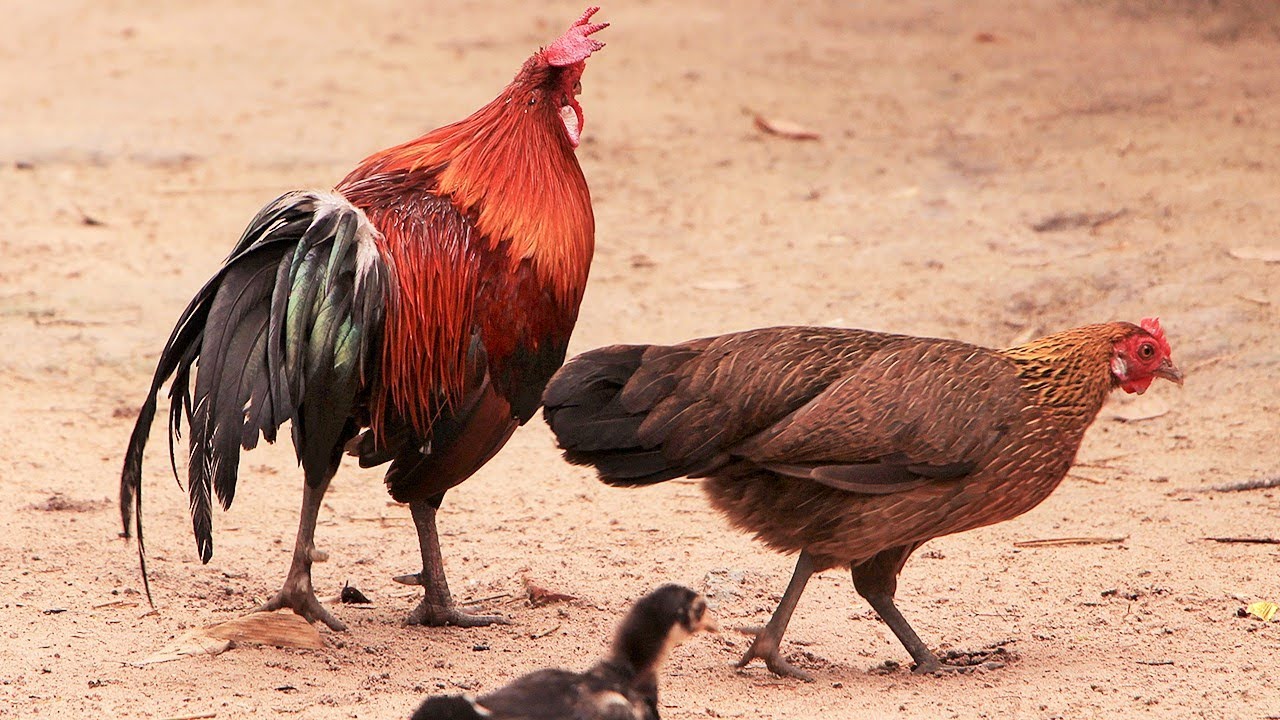 Wild chickens​ - Red jungle fowl ancestor