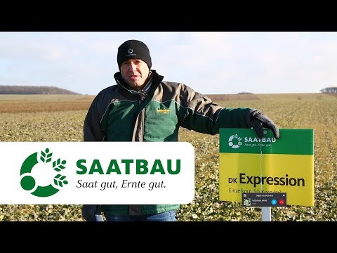 Raps – Bestandesführung im Frühjahr optimieren!