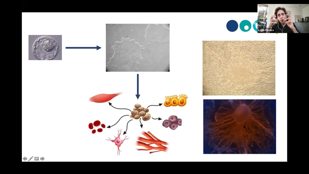 6.1 Células-Tronco de Pluripotência Induzida