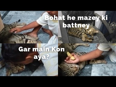 who is a beautiful and special gust?/very funny conversation/don't miss The vedio#daily # pet#new