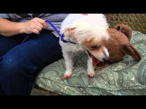 Snickers Man, an adopted Poodle in Houston, TX_image-1