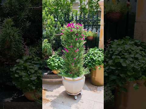 Eleven o'clock tower #gardening #gardeningtips #plants #garden