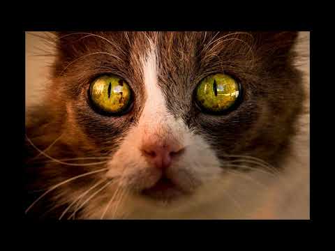 🇭🇷 𝑹𝒖𝒏𝒅𝒓𝒆𝒊𝒔𝒆 𝒅𝒖𝒓𝒄𝒉 𝑲𝒓𝒐𝒂𝒕𝒊𝒆𝒏 𝟐𝟎𝟏𝟔 🇭🇷