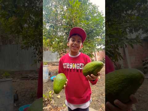 Los mejores aguacates del Tolima Alpujarra