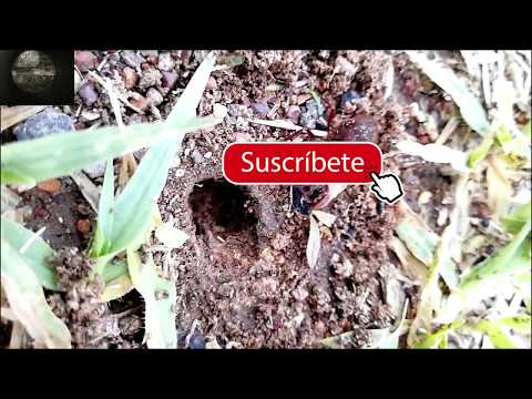 download lagu mp3 mp4 Hormigas Verdes, download lagu Hormigas Verdes gratis, unduh video klip Hormigas Verdes