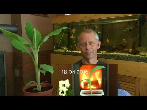 , title : 'Die Banane vom Samen zur Pflanze wachsen lassen'