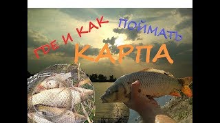 На чем ловить карпа в днестре