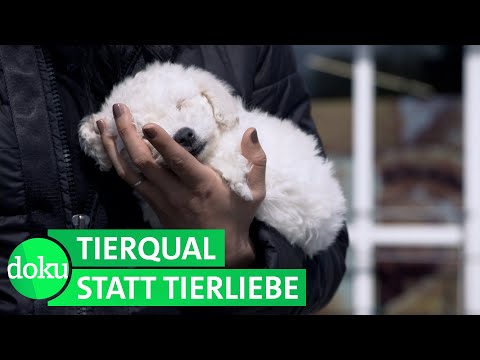 Illegaler Welpenhandel - Wer verdient am Hundeboom? | WDR Doku