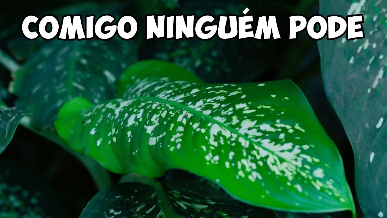 A PLANTA MAIS PERIGOSA do BRASIL: COMIGO NINGUÉM PODE
