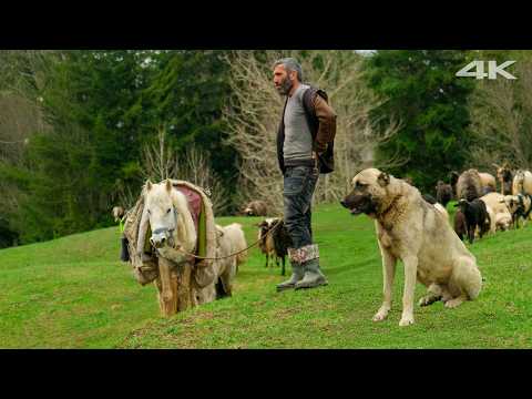 Season of Migration – The Separation Brought by Spring | Documentary Film