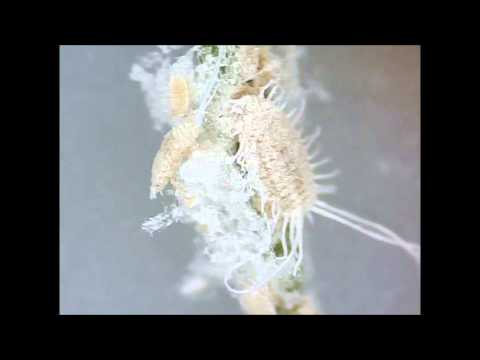 comment traiter la cochenille