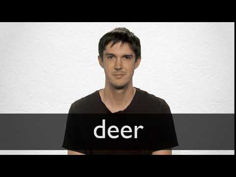 How to pronounce DEER in British English