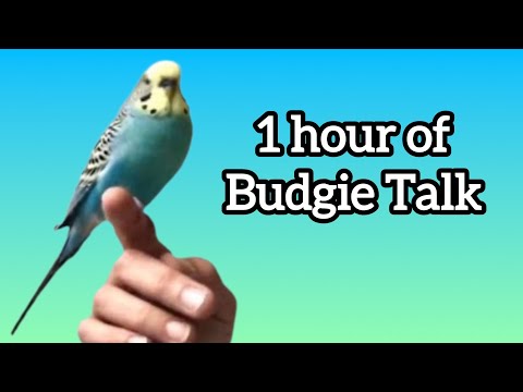 One Hour of Budgie Chatter & Sounds – Perfect for Training & Budgie Company