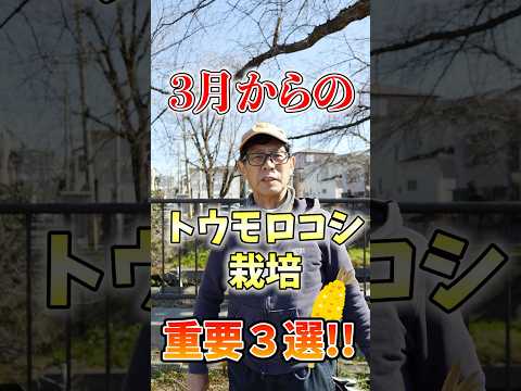 家庭で野菜や果物を育てる方法 – 13 の適切な植物  庭園