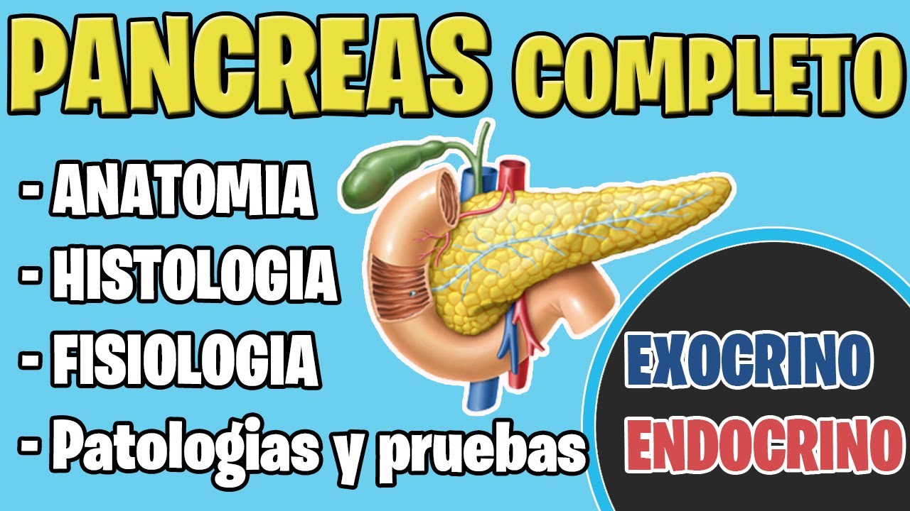 ANATOMIA DEL PANCREAS  |  ENDOCRINO  TEMA COMPLETO