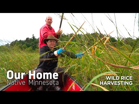 Wild Rice Harvesting
