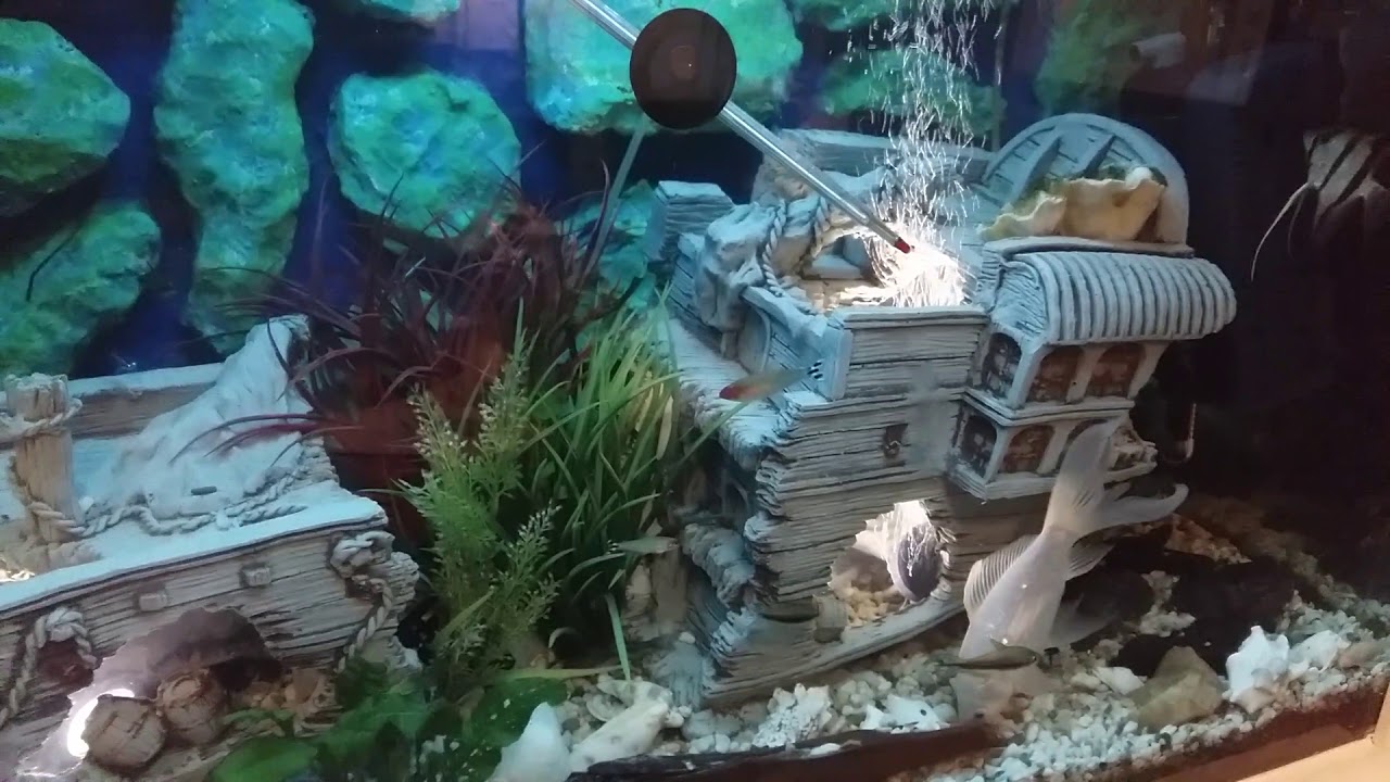 Pangasius of mini haai houden in het aquarium.