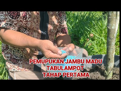 FIRST STAGE OF FERTILIZING HONEY GUAVA IN TABULAMPOT