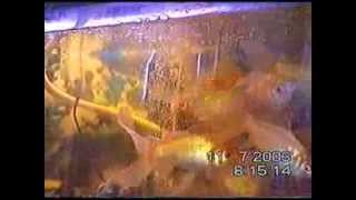 גידול דגי נוי באקווריום ביתי עם מכשיר האכלה.wmv (ידידנו היקר משה רצון ז"ל) - התמונה מוצגת ישירות מתוך אתר האינטרנט יוטיוב. זכויות היוצרים בתמונה שייכות ליוצרה. קישור קרדיט למקור התוכן נמצא בתוך דף הסרטון