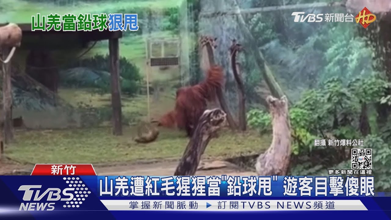 山羌遭紅毛猩猩當「鉛球甩」 遊客目擊傻眼
