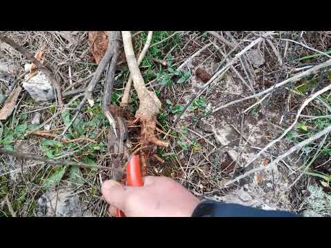 Dnevnik maslinara 19... Vađenje i priprema samonikle masline za sadnju u konteiner za sadnice...