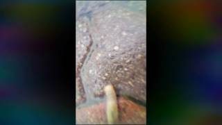 Caterpillar in the rain