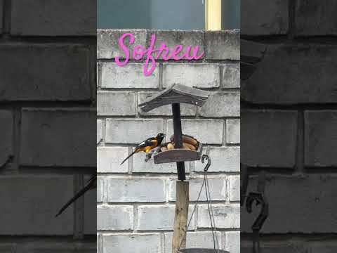 Sofreu. Una Bahia 🇧🇷