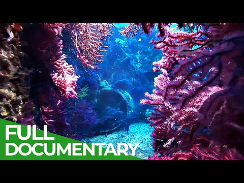 Adventure Ocean Quest: Fragile Mediterranean