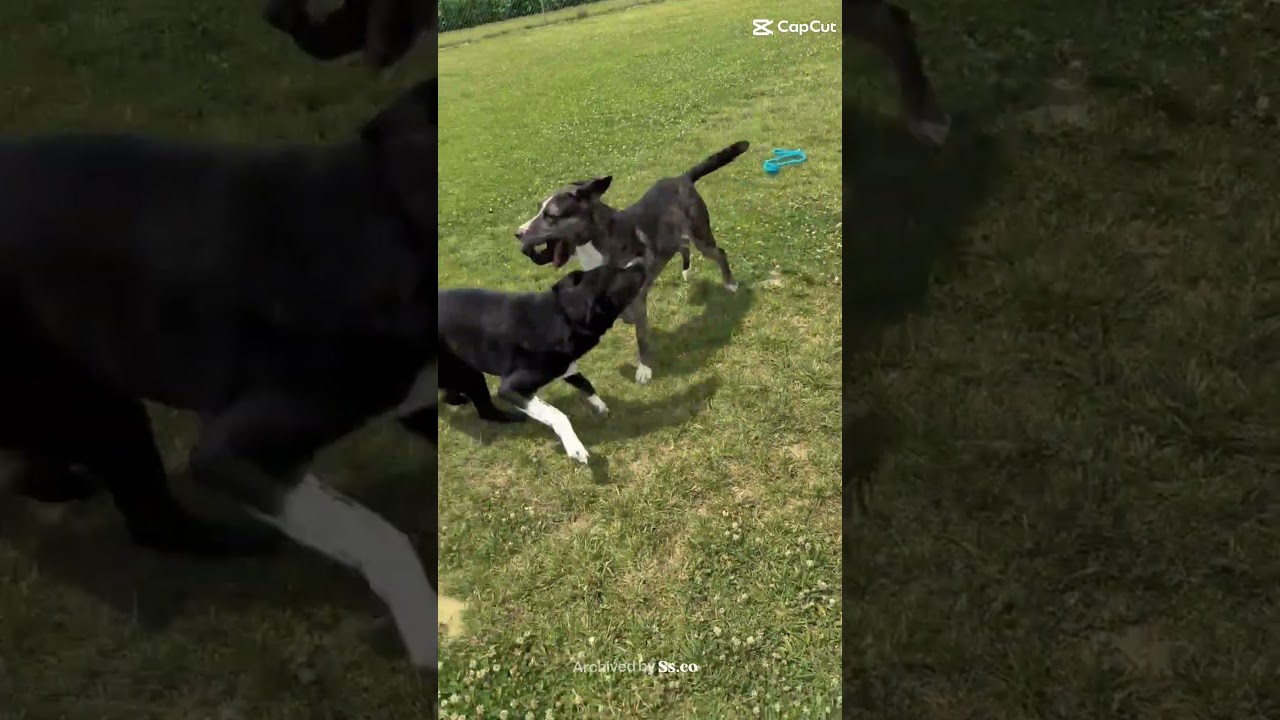 Enlarge Colter, a Adoptable mixed breed in Archbold , OH video 5/6