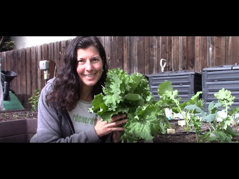 , title : 'Our Favorite Kale Varieties - What We're Growing this Fall'