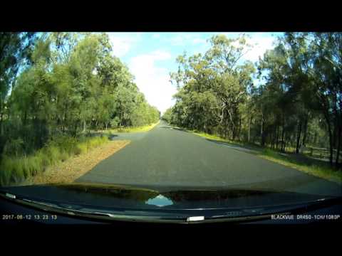 Wombat on Wallaby Swamp Road 12 6 2017
