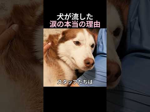 犬が流した涙の本当の理由