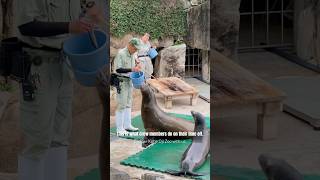 #seafarer #traveller #cruiseship #seafarervlog #cruisecrew #japan #kobe