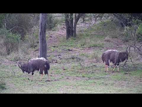 Djuma: Nyala bulls doing 'dominance dance' display - 08:21 - 11/09/21