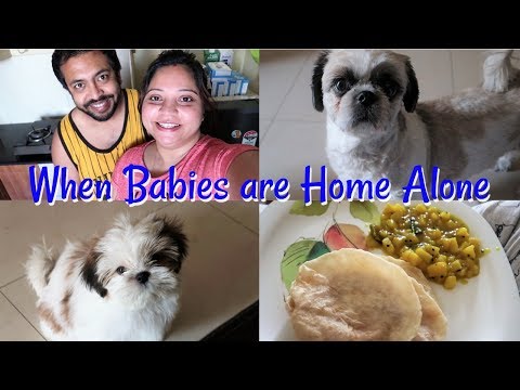 Home Alone Day For My Babies | A Happy Sunday Vlog | Vlogging Day And My Pets Video