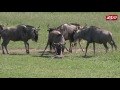 Wildebeest Birth At The Columbus Zoo