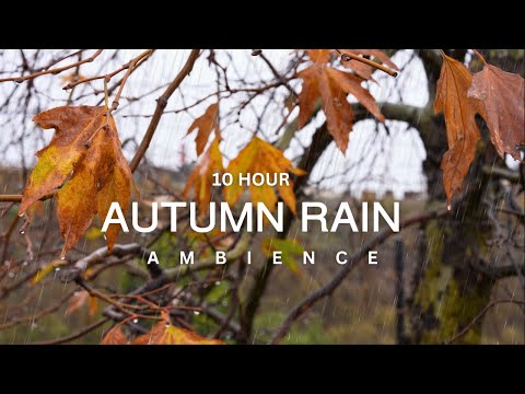 10 Hour | 🍂🍁 Autumn Rain & Cozy Comfort Ambience 🍁🍂