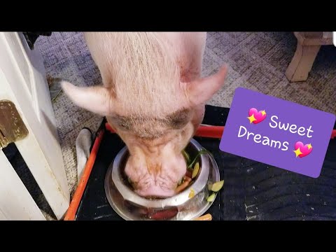 LATE NITE DINNER FOR A MINI PIG & CAT 💖 SWEET DREAMS 💖