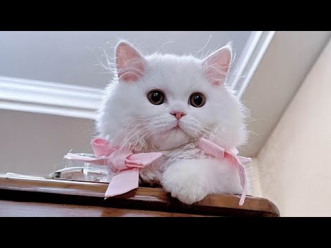 12 Hours of EXTREMELY Soothing Cat Therapy Music 🐱 Sleep Music for Stress Relief - Relax Your Cat!