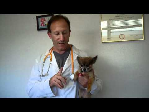 Canine Heartworm Patient